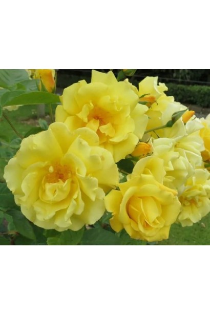 Кистеподібні пишні суцвіття троянди Голден Гейт